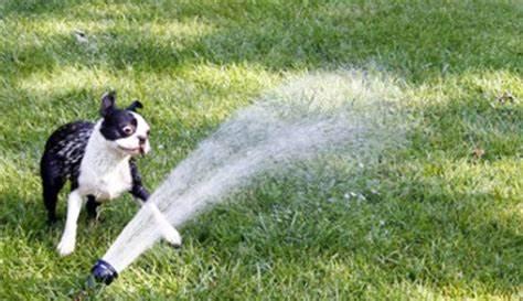 Dog playing in sprinkler